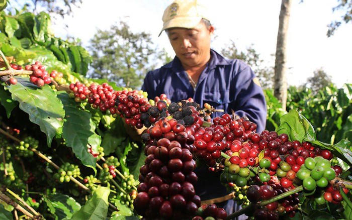 Giá nông sản 31-05-2019-Cà phê tăng giá