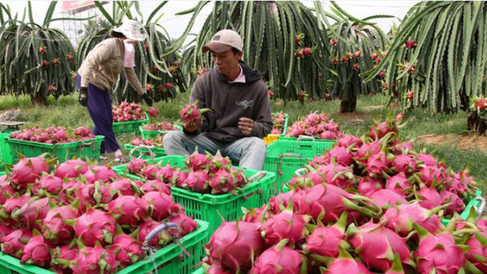 Xuất khẩu rau quả của Việt Nam đạt mốc 1,8 tỷ đô la Mỹ trong 5 tháng đầu năm 